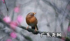 描写画眉鸟的唯美句子短句 描写画眉鸟的唯美句子