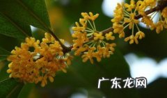 北方庭院适合种桂树吗 北方庭院里适合种哪种桂花树