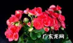 家中养什么花好 家中养什么花好养又聚财又香
