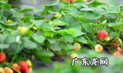 城市家中最简单的草莓种植 草莓种怎么种植方法 在家