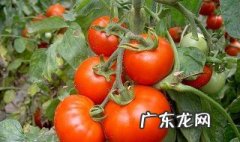 西红柿不能和什么一起吃 西红柿不能和什么一起吃 食物相克表