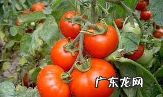 西红柿不能和什么一起吃 西红柿不能和什么一起吃 食物相克表