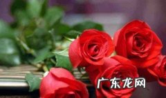 女孩送玫瑰花什么颜色最好 女孩送玫瑰花什么颜色