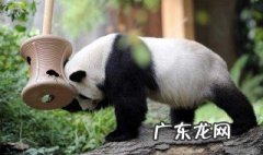 我国濒危的野生动物植物有哪些图片 我国濒危的野生动物植物有哪些