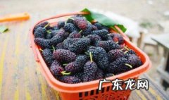 桑葚不能和什么一起吃会中毒 桑葚不能和什么一起吃