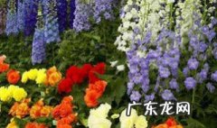 第一次送花给女朋友送什么颜色好 第一次送花给女朋友送什么颜色好看