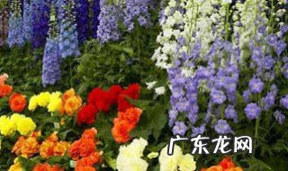 第一次送花给女朋友送什么颜色好 第一次送花给女朋友送什么颜色好看