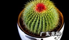 仙人球的作用与用途 仙人球的用途和作用是什么
