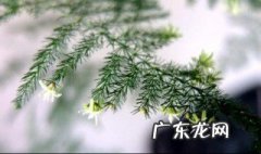 家里放什么植物好 家里放什么植物好风水转运