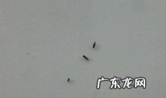 家里有虫怎么办 家里有虫怎么办用什么来驱虫