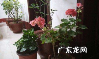 家里种什么树好看又好养 家里种什么树好