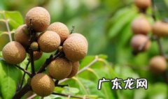 桂圆不能和什么一起吃 食物相克表 桂圆不能和什么一起吃