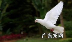 鸽子不能和什么一起吃 鸽子不能和什么一起吃香哈哈哈