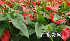喜阳不怕晒的植物大全 喜阳不怕晒的植物有哪些