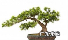 罗汉松和黑松哪个珍贵一些 罗汉松和黑松哪个珍贵