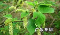 构树用途与作用 构树的用途和作用