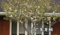 家园种树有什么讲究和忌讳 家园种树有什么讲究