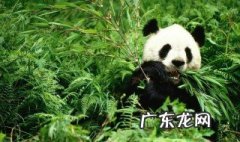 熊猫吃的竹子实际上是什么样的 熊猫吃的竹子实际上是什么