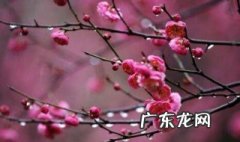 家里养梅花好吗风水 家里养梅花好吗