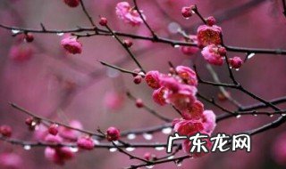 家里养梅花好吗风水 家里养梅花好吗