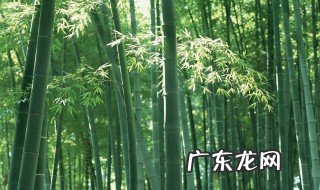 熊猫吃的竹子是树吗视频 熊猫吃的竹子是树吗