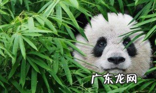 熊猫吃的竹子是草吗图片 熊猫吃的竹子是草吗