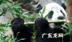 熊猫吃的竹子是什么竹大概好多钱 熊猫吃的竹子是什么