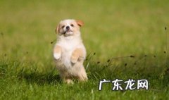 梦见家里过世的小狗 梦见家里过世的小狗什么意思