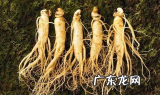 人参不能和什么一起吃? 人参不能和什么一起吃