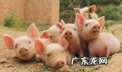 梦见家里养很多猪是什么意思 梦见家里养了好多小猪是什么意思