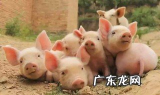 梦见家里养很多猪是什么意思 梦见家里养了好多小猪是什么意思