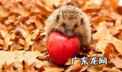 女人梦见刺猬是什么预兆 女人梦见刺猬预示着什么
