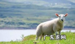 梦到很多羊预示着什么意思 梦到很多羊预示着什么