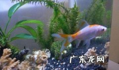 卧室养草金鱼有什么讲究没 卧室养草金鱼有什么讲究