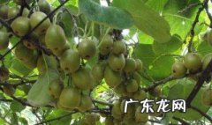 猕猴桃的用途和作用是什么 猕猴桃的用途和作用