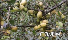 酸木瓜的药用功能及主治 酸木瓜的用途和作用
