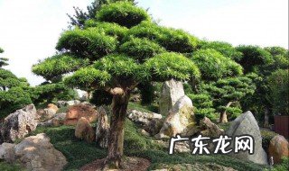 坟头上栽树有什么讲究 坟地栽树正确方位图解