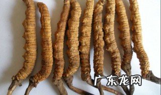 冬虫夏草的作用和用途 冬虫夏草的功效与作用禁忌人群