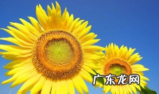 夏天开什么花 夏天开什么花的名字