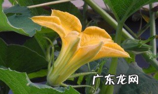 南瓜花作用和用途 南瓜花作用和用途是什么