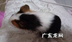 荷兰猪掉毛是怎么办 荷兰猪掉毛是怎么回事