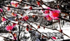 冬天开什么花 春天开什么花