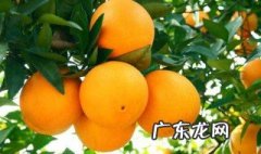 橘子的作用是什么呀 橘子的用途和作用