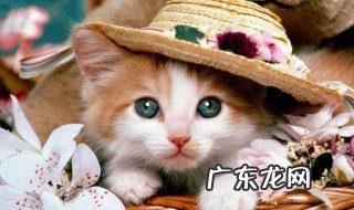 猫的风水有什么讲究 猫的风水有什么讲究吗