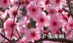 梅花的品质是什么 梅花的品质