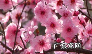 梅花的品质是什么 梅花的品质