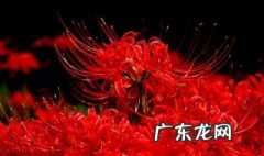 彼岸花的花语是什么 彼岸花的花语是什么意思