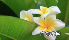 鸡蛋花的用途和作用是什么 鸡蛋花的用途和作用