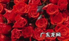 买花束要注意什么 买花束有什么讲究