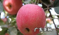 阿克苏冰糖心苹果种植的气候条件 阿克苏冰糖心苹果怎么种